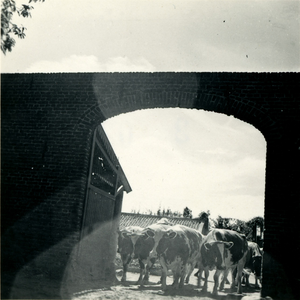 2795 Koeien op het erf, 1938-1939