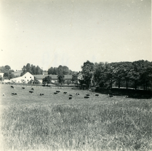 2841 Koeien in een weiland, 1938-1939