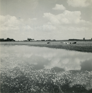 2870 Runderen in een weiland. Op de voorgrond een rivier of beek, 1938-1939