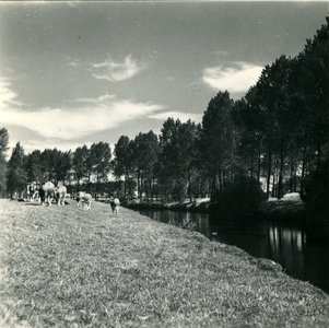 2874 Landschap met runderen bij een beek of rivier, 1938-1939