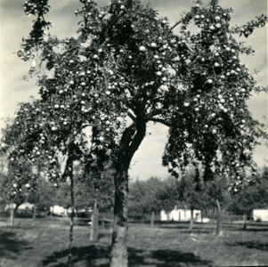 2959 Appelboomgaard in Gulpen, 1938-1939