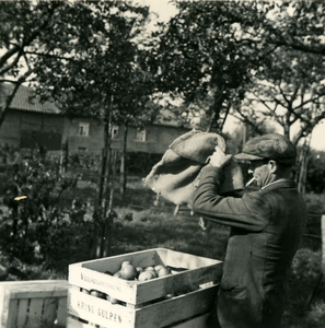 2961 Boer verzamelt geplukte appels, 1938-1939