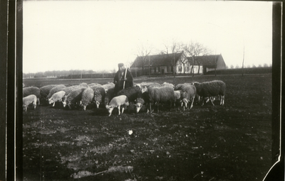 3004 Herder met schapen in de Peel, ca. 1900