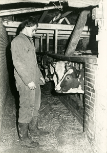 3203 Jonge boer verzorgt zijn koeien , 1982