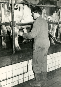 3205 Machinaal koeien melken, 1982