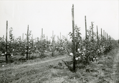 3216 Laagstam appelbomen, 1960-1970