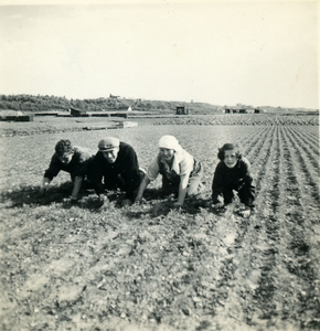 3250 Aardappelteelt, 1938-1939