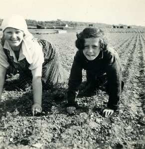 3251 Aardappelteelt, 1938-1939