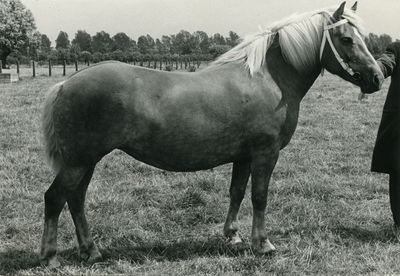 3290 Paardenfokdag Roermond, 1964-06-29