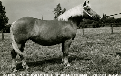 3291 Paardenfokdag Roermond, 1964-06-29