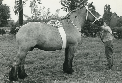3292 Paardenfokdag Roermond, 1964-06-29
