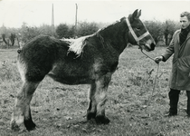 3293 Paardenfokdag Roermond, 1964-06-29