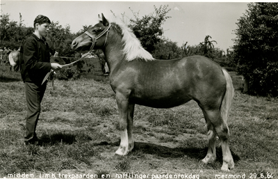 3294 Paardenfokdag Roermond, 1964-06-29