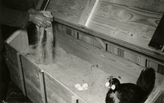 3452 Kippen in een houten box, 1957