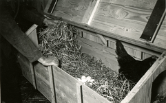 3453 Kippen in een houten box, 1957