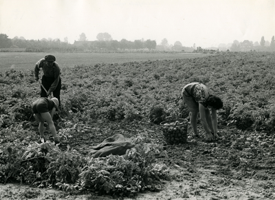 3488 Aardappelteelt, 1950-1970