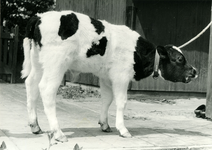 3600 Kalf met longworm, 1966