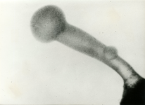 3601 Longworm, 1960-1970