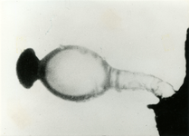3602 Longworm, 1960-1970