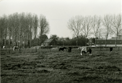 3828 Paarden in een weiland, 1983
