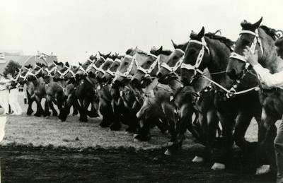 4031 Demonstratie van trekpaarden, 1960-1965