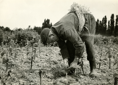 4119 Boer plant laagstam fruitbomen, 1965-1980
