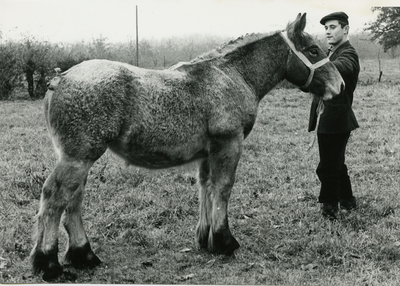 4130 Paardenfokdag Roermond, 1959-1966