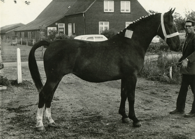 4144 Paardenfokdag Weert, 1965-1970