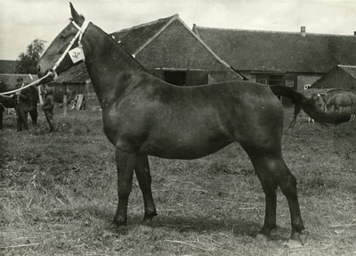 4145 Paardenfokdag Weert, 1965-1970