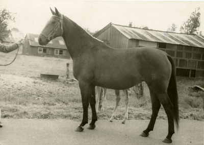 4146 Paardenfokdag Ell, 1970-1980