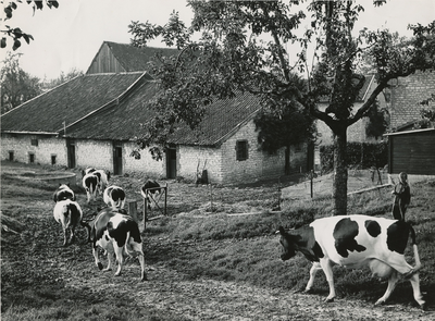 4152 Koeien bij een boerderij, 1957-1962