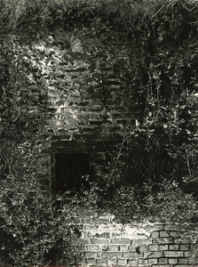 4172 Klimop tegen de muur van een boerderij, 1972