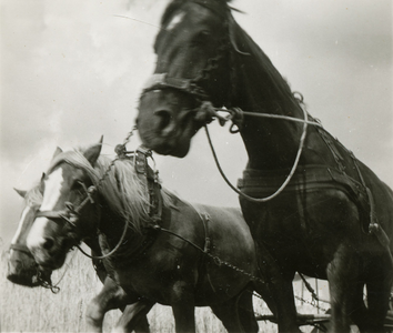 4195 Twee paarden trekken een landbouwvoertuig, 1938-1939