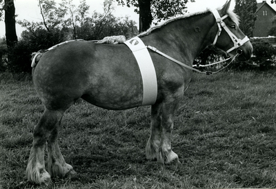 4229 Paardenfokdag Roermond, 1960-1966