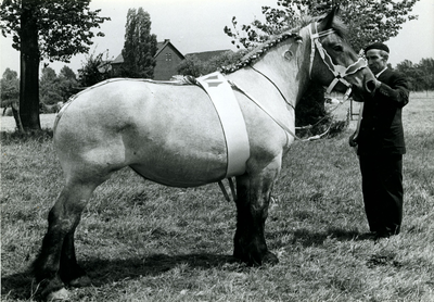 4230 Paardenfokdag Roermond, 1960-1966