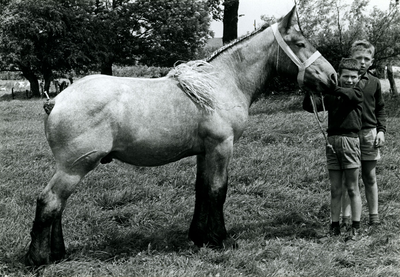 4231 Paardenfokdag Roermond, 1960-1966
