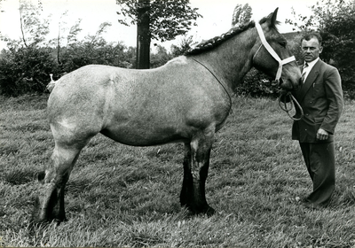 4232 Paardenfokdag Roermond, 1960-1966