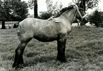 4233 Paardenfokdag Roermond, 1960-1966