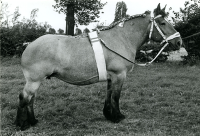 4234 Paardenfokdag Roermond, 1960-1966