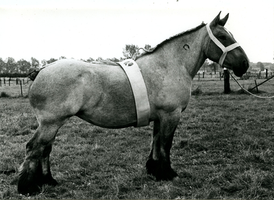 4235 Paardenfokdag Roermond, 1960-1966