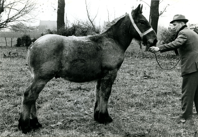 4236 Paardenfokdag Roermond, 1960-1966