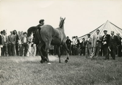 4238 Paardenfokdag, 1975-1985