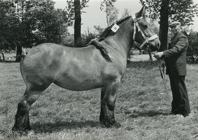 4240 Paardenfokdag Roermond, 1960-1966