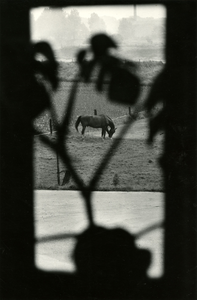 4275 Paard, 1960-1990