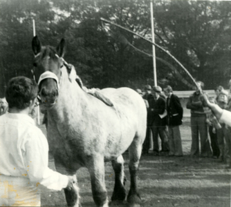4278 Paardenfokdag, 1960-1980
