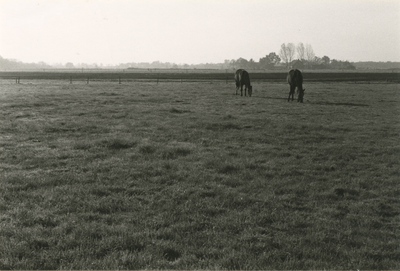 4280 Twee paarden in een weiland, 1984-11