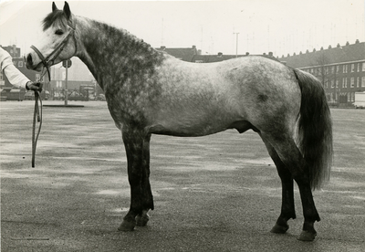 4284 Paardenfokdag, 1965-1980