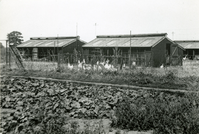 4295 Proefboerderij, 1950-1970