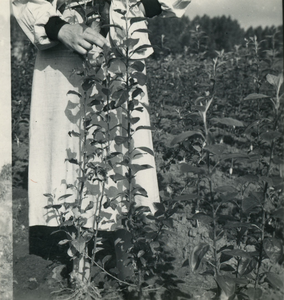 4318 Aanplant van jonge bomen, 1938-1939