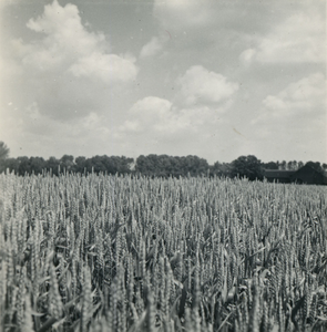 4367 Korenveld, 1938-1939